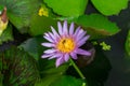 Beautiful water lily or lotus flower floating on a lake Royalty Free Stock Photo