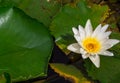 Beautiful water lily or lotus flower floating on a lake Royalty Free Stock Photo