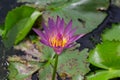 Beautiful water lily or lotus flower floating on a lake Royalty Free Stock Photo