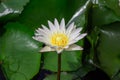Beautiful water lily or lotus flower floating on a lake Royalty Free Stock Photo