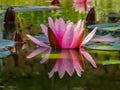 A beautiful water lily or lotus flower Marliacea Rosea with delicate petals is opened in a pond on a background of dark leaves.