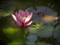A beautiful water lily Marliacea Rosea with delicate petals is opened in a pond on a background