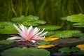 Beautiful water lily Marliacea Rosea with delicate petals in a pond with background of green, yellow and purple leaves. Royalty Free Stock Photo
