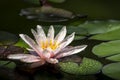 A beautiful water lily Marliacea Rosea with delicate pink petals in a pond with background of green leaves. All are covered with w Royalty Free Stock Photo