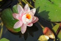 Beautiful water lily in a pond Folkestone England Royalty Free Stock Photo