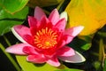 Beautiful water lily in a pond Folkestone England Royalty Free Stock Photo