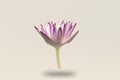 Beautiful water lily, Single lotus flower isolated with fog on white background Royalty Free Stock Photo