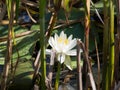 Beautiful Water Lily Royalty Free Stock Photo