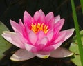 Beautiful water lily type Nymphea Fabiola Pink Hardy