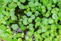 Beautiful Water Pennywort