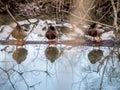 Beautiful water reflections and ducks