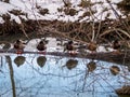 Beautiful water reflections on a lake with ducks lake.