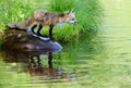 Beautiful water reflections of red fox in water. Royalty Free Stock Photo