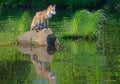 Beautiful water reflections of red fox in water. Royalty Free Stock Photo