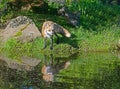 Beautiful water reflections of red fox in water. Royalty Free Stock Photo