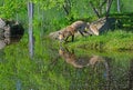 Beautiful water reflections of red fox in water. Royalty Free Stock Photo