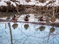 Beautiful water reflections and ducks