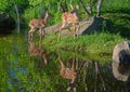 Beautiful water reflections of two baby fawns. Royalty Free Stock Photo