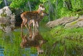 Beautiful water reflections of two baby fawns. Royalty Free Stock Photo