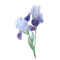 Beautiful watercolor blue flowers. Iris isolated on white background.