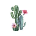 Beautiful watercolor cactus combination. Hand drawn stock illustrations. White background. Isolated objects.