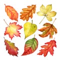 Beautiful watercolor colorful autumn leaves isolated on white background