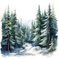 Beautiful watercolor coniferous forest illustration