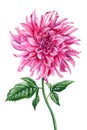 Beautiful watercolor dahlia flower isolated on white background, watercolor botanical painting, delicate boho flower Royalty Free Stock Photo