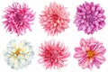 Beautiful watercolor dahlia flowers set isolated on white background, watercolor botanical painting, blooming flowers Royalty Free Stock Photo