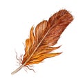 Beautiful watercolor feather. Hand drawn illustration isolated on white background. Fluffy brown feather of a bird Royalty Free Stock Photo