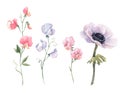 Beautiful watercolor floral set with anemone and sweet pea flowers. Stock illustration. Royalty Free Stock Photo