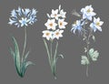 Beautiful watercolor floral set with gentle blue allium, narcissus and aquilegia flowers. Stock illustration. Royalty Free Stock Photo
