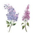 Beautiful watercolor floral set with pink lilac flowers. Stock illustration.