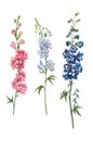 Beautiful watercolor floral set with pink, white and blue delphinium flowers. Stock illustration. Royalty Free Stock Photo