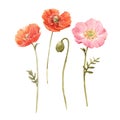 Beautiful watercolor floral set with red and pink poppy flowers. Stock illustration. Royalty Free Stock Photo