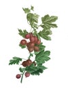 Beautiful watercolor gooseberry red branch.Hand-drawn plant isolated on white background