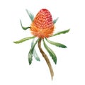 Watercolor banksia flower