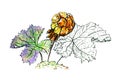 beautiful watercolor illustration of cloudberry