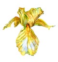 Beautiful watercolor illustration of flower yellow iris in isolated on white.