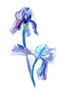 Beautiful watercolor illustration of iris in blue and violet colors isolated on white. Flower Iris hybrid, Iris barabata Royalty Free Stock Photo