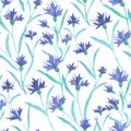 Beautiful watercolor illustration with watercolour blue cornflower on white background. seamless pattern. Watercolour