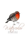 Watercolor logo template with bird. Colorful birds roben redbreast in watercolor technique. Cute illustration for cards Royalty Free Stock Photo