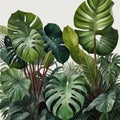 Beautiful watercolor monstera and calathea leaves Scandinavian style AI Computer Generated Image Royalty Free Stock Photo