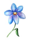 Beautiful watercolor one blue flower