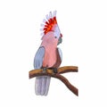 Beautiful watercolor portrait of pink parrot branch on white background. Animal print, vector illustration. Isolated