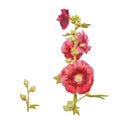 Beautiful watercolor red flowers. Mallow plant isolated on white background.