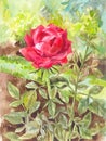 Beautiful watercolor rose on the garden background