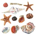 Beautiful watercolor set with colorful sea shell for decorative design. Artistic backdrop. Watercolor abstract art Royalty Free Stock Photo