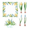 Beautiful watercolor set of illustrations with yellow tulips and blue muscari