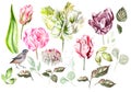 Beautiful watercolor set with tulip, hudrangea flowers, leaves and bird. Royalty Free Stock Photo